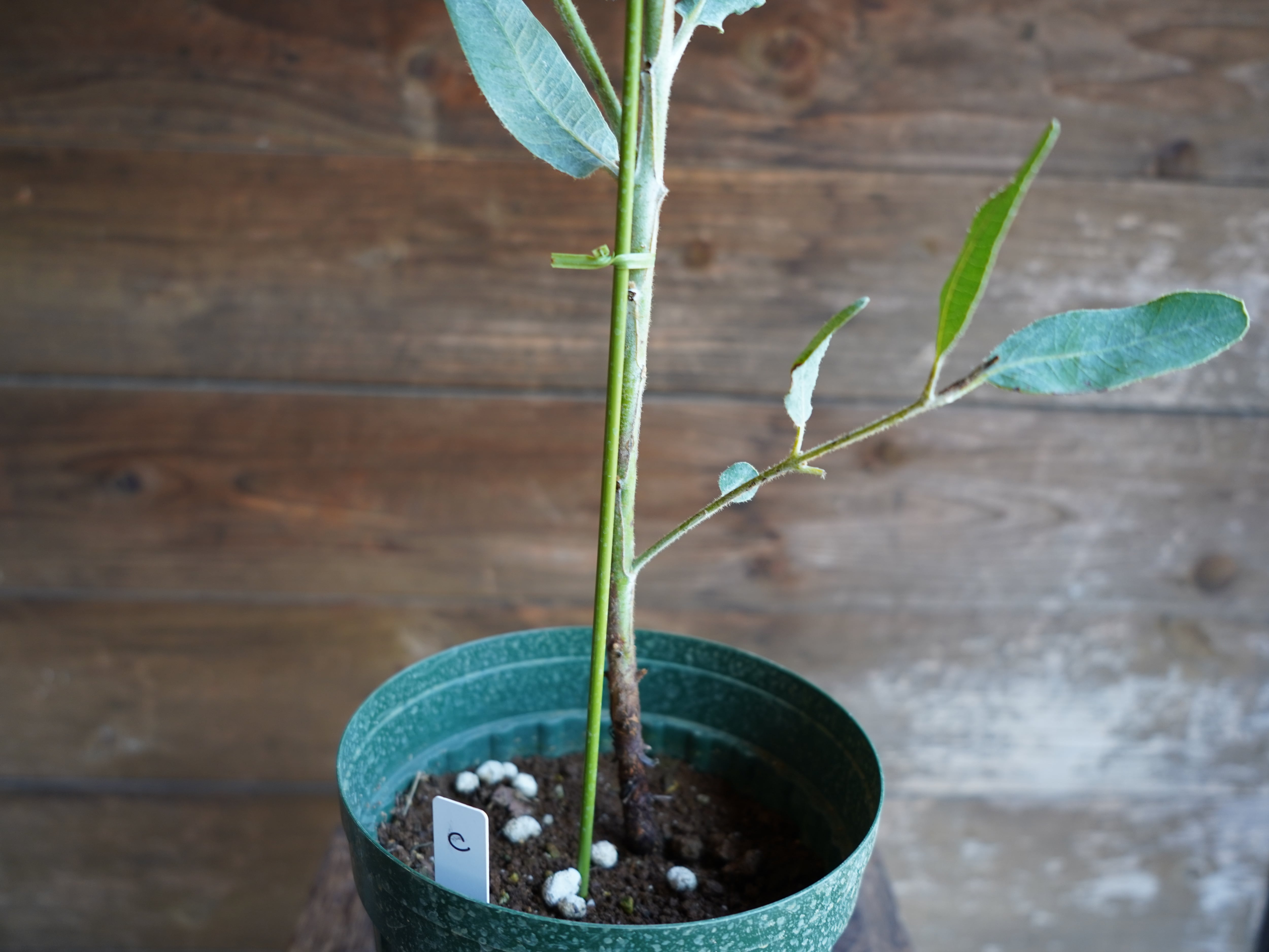 【現物】ユーカリ　”プレウロカルパ”　C