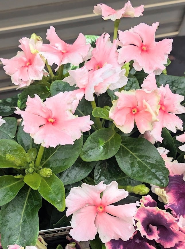 花苗 | SaqueSifone（サクシフォン）＊寄せ植えと花苗のお店＊
