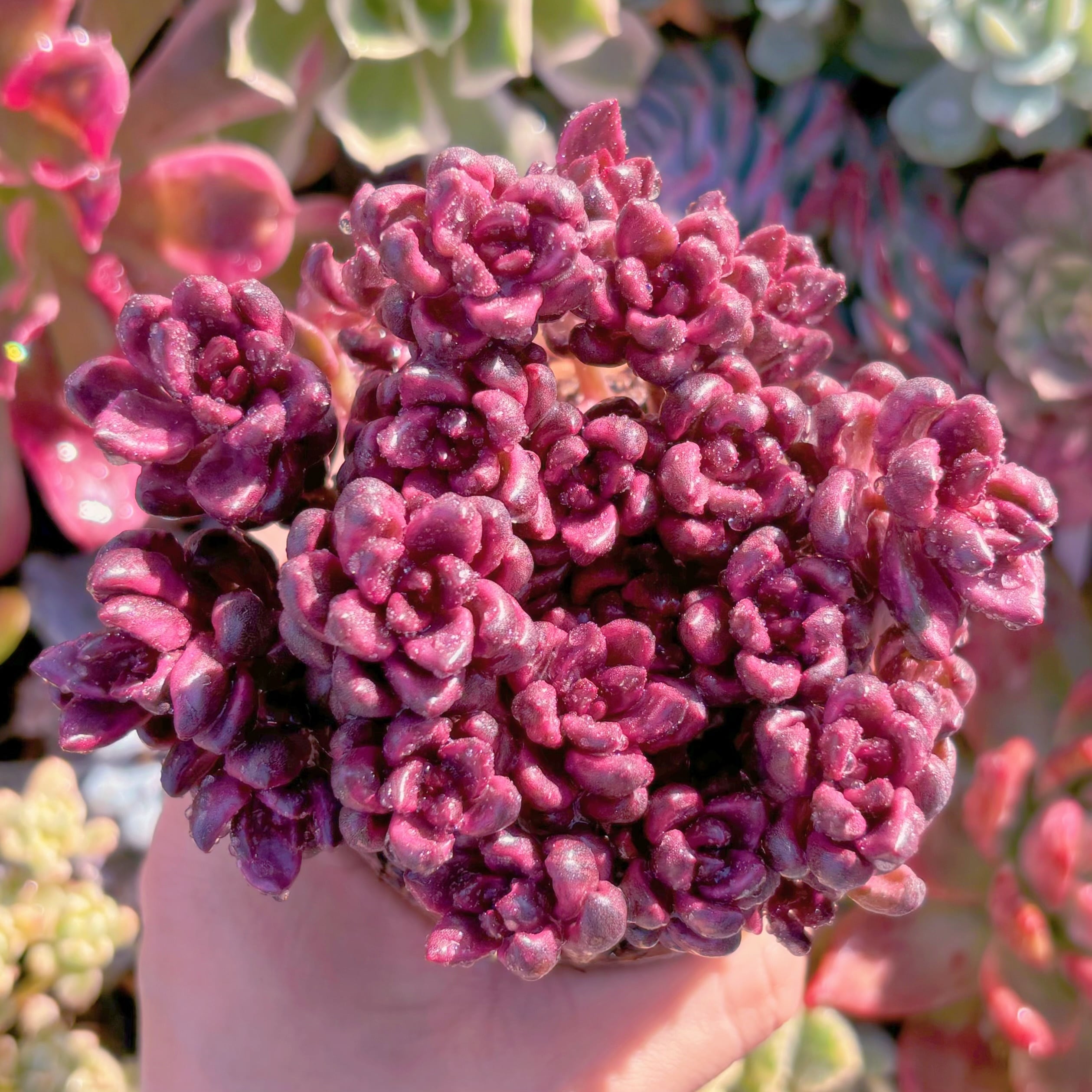 多肉植物 チョコレート錦 群生 新入荷 るる農園 | るる農園~多肉植物専門