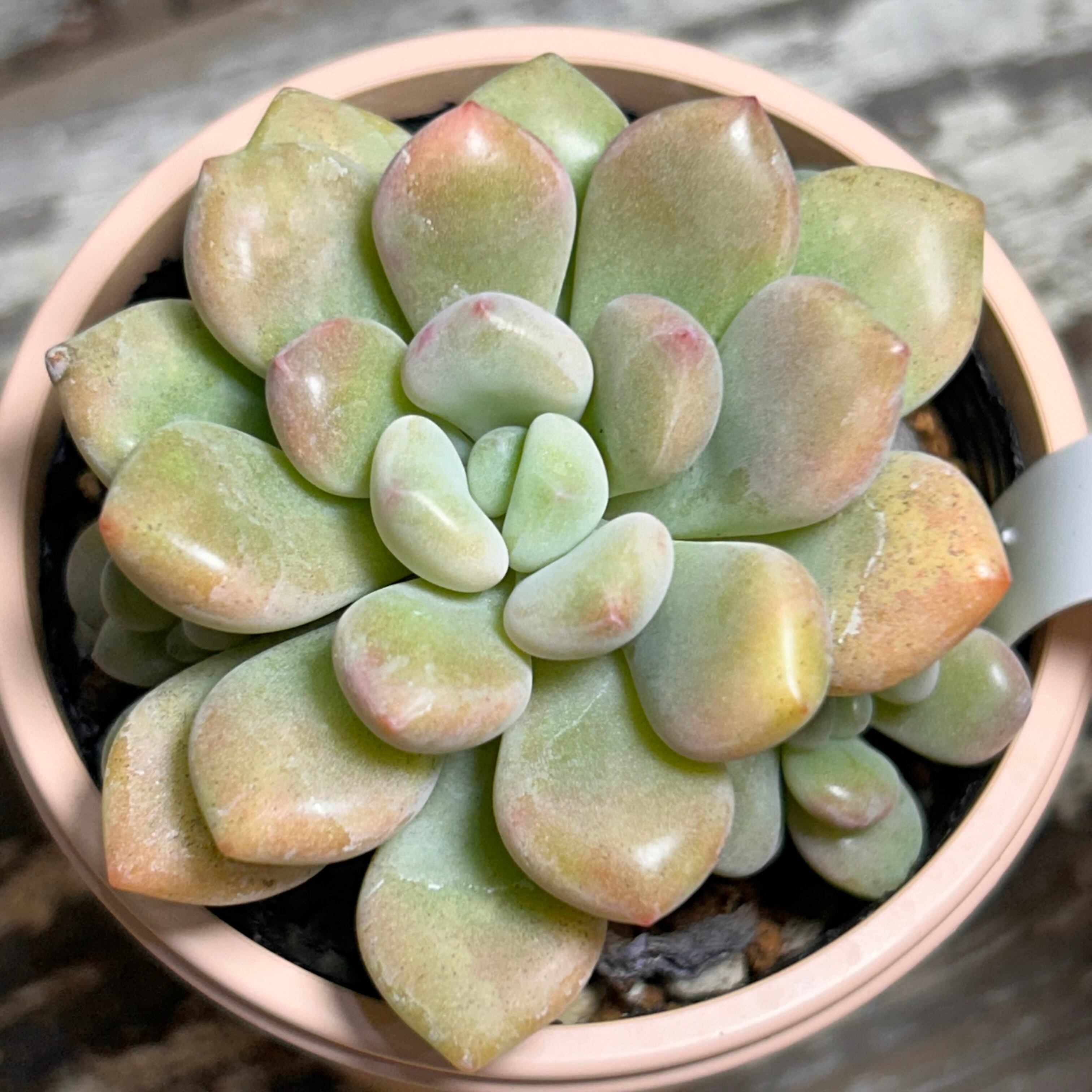 ウェディングドレス錦 アエオニウム | RuPo 多肉植物専門店