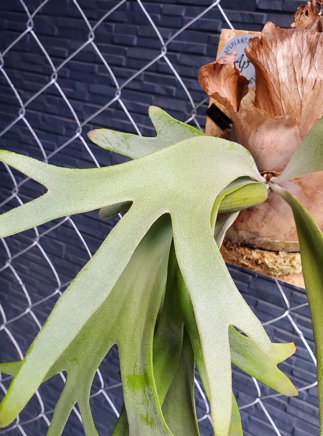 P.Willinckii Pyro【artPLANTs】ビカクシダ/Platycerium