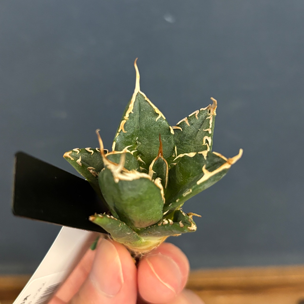 アガベ チタノタ ノヴァ【732】