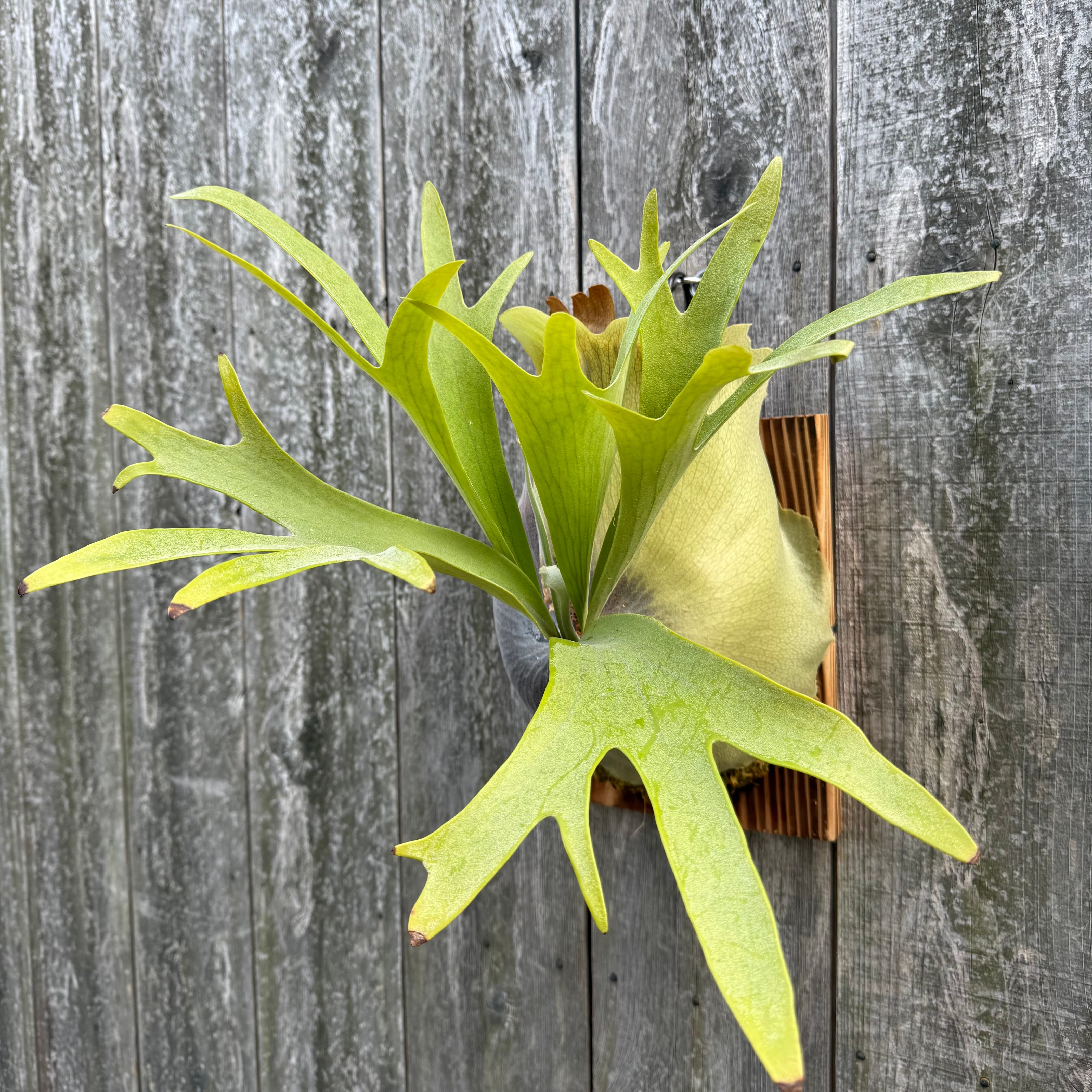 Platycerium bifurcatum Popcorn (pup) | naturefix