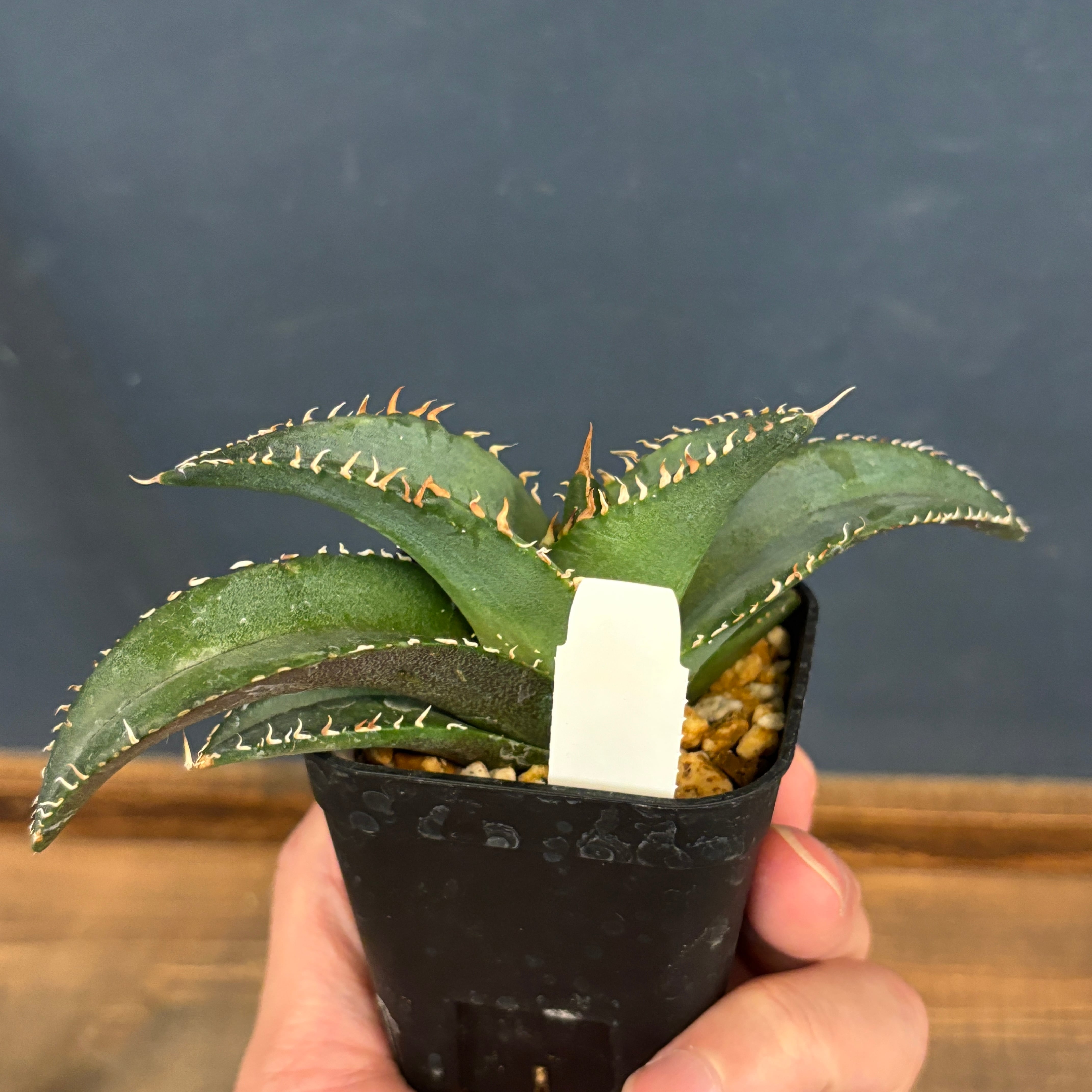 アガベ チタノタ 黒排刺【134】 | PROTOLEAF プロトリーフ