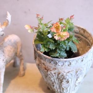 ゲウムプリティーコートピーチ　お庭にオススメ　アプリコットカラー