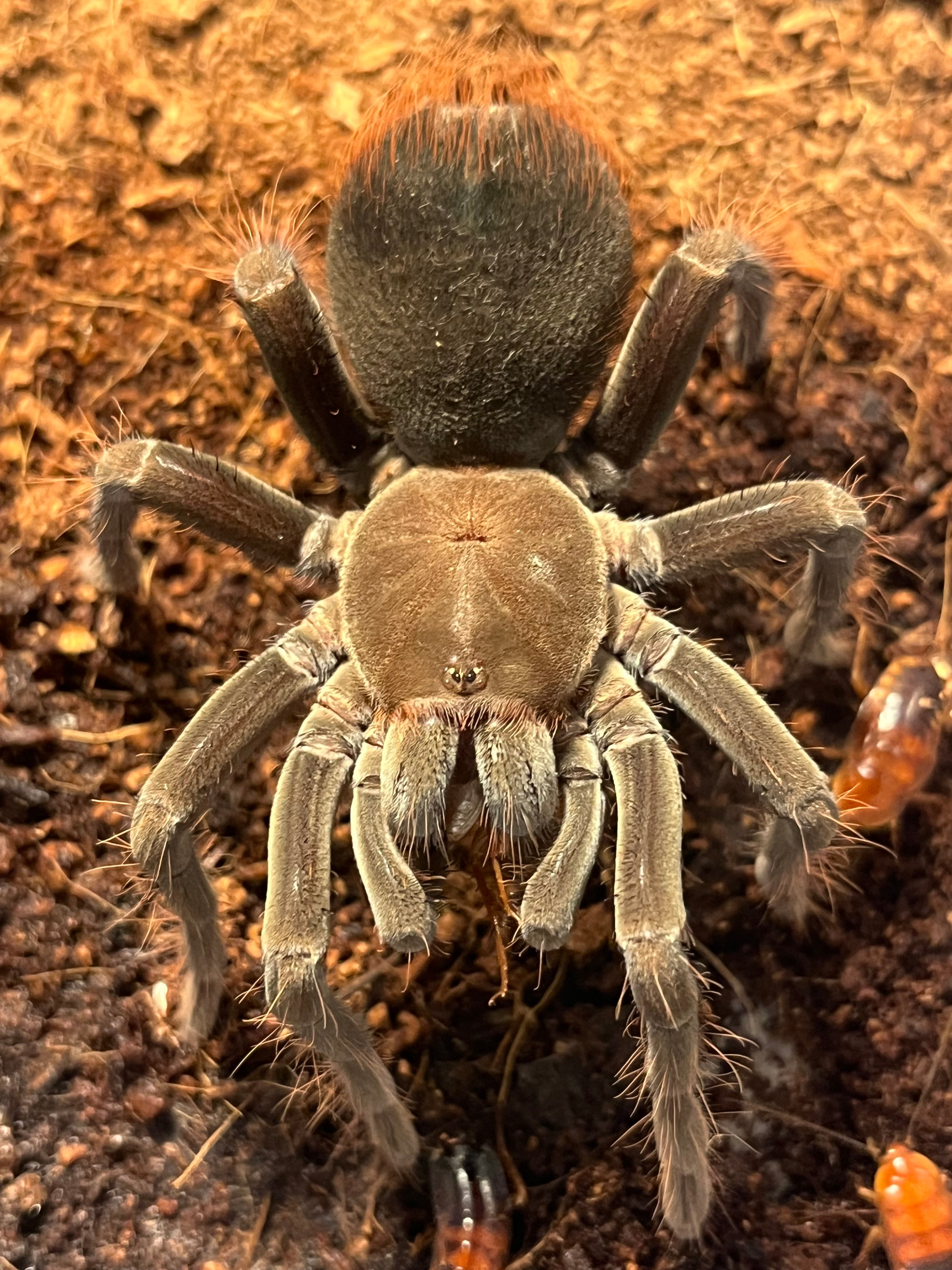 Pamphobeteus | オモニキチュウ