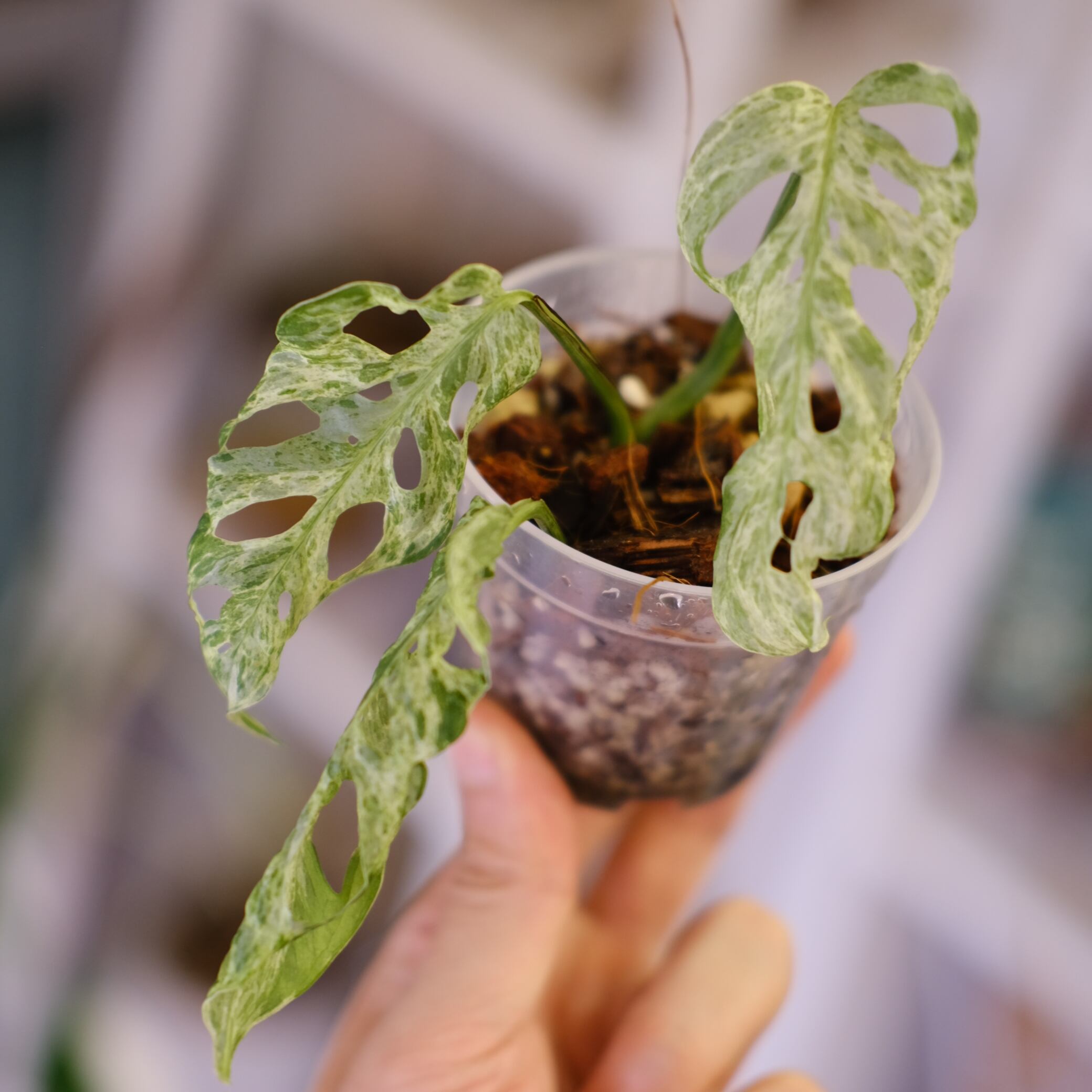 モンステラ / Monstera | tokyoplants / 観葉植物専門店