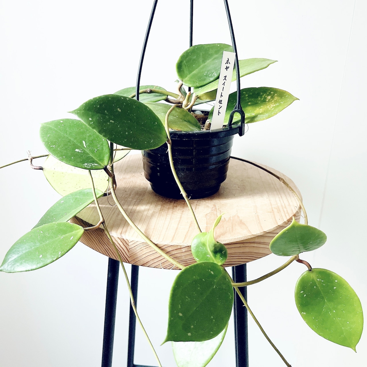 《希少》ホヤ スイートセント ハンギング 観葉植物 calm cafe