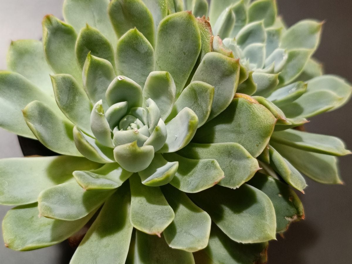 Agave macroacantha variegata. アガベ マクロアカンサ錦 | サボテンと