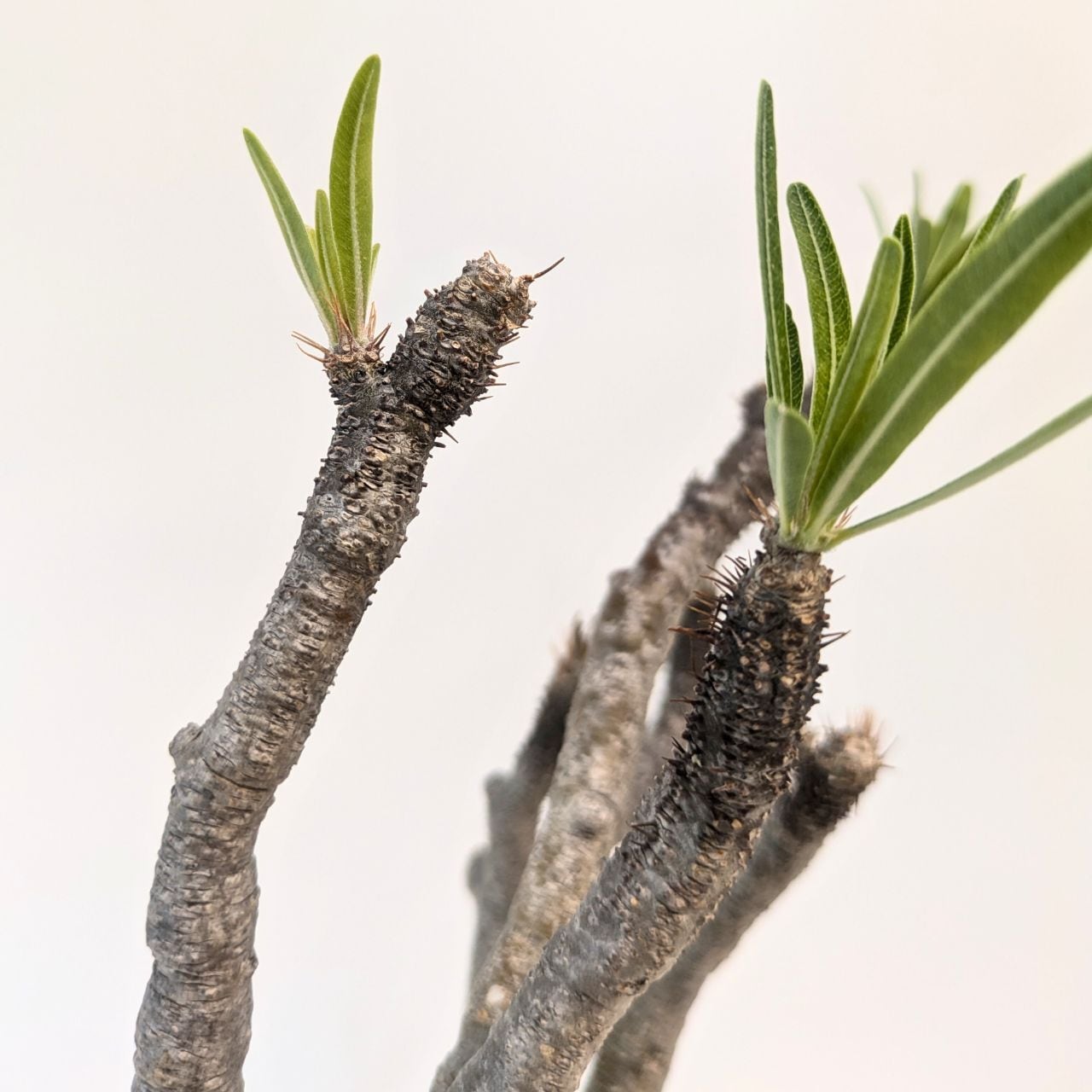 パキポディウム ロスラーツム グラキリス Pachypodium rosulatum var