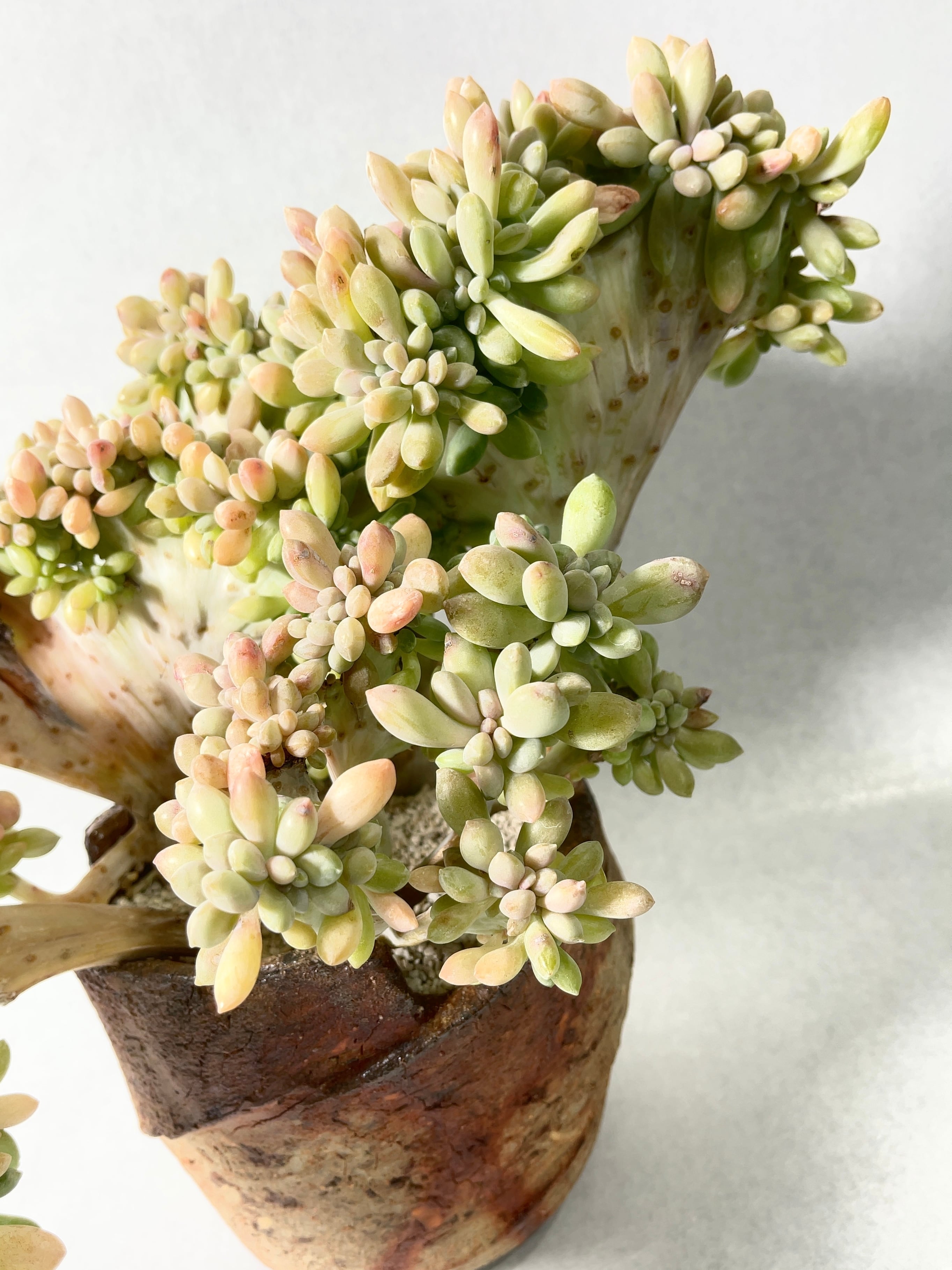 パキフィツム・月花美人綴化 | trigger