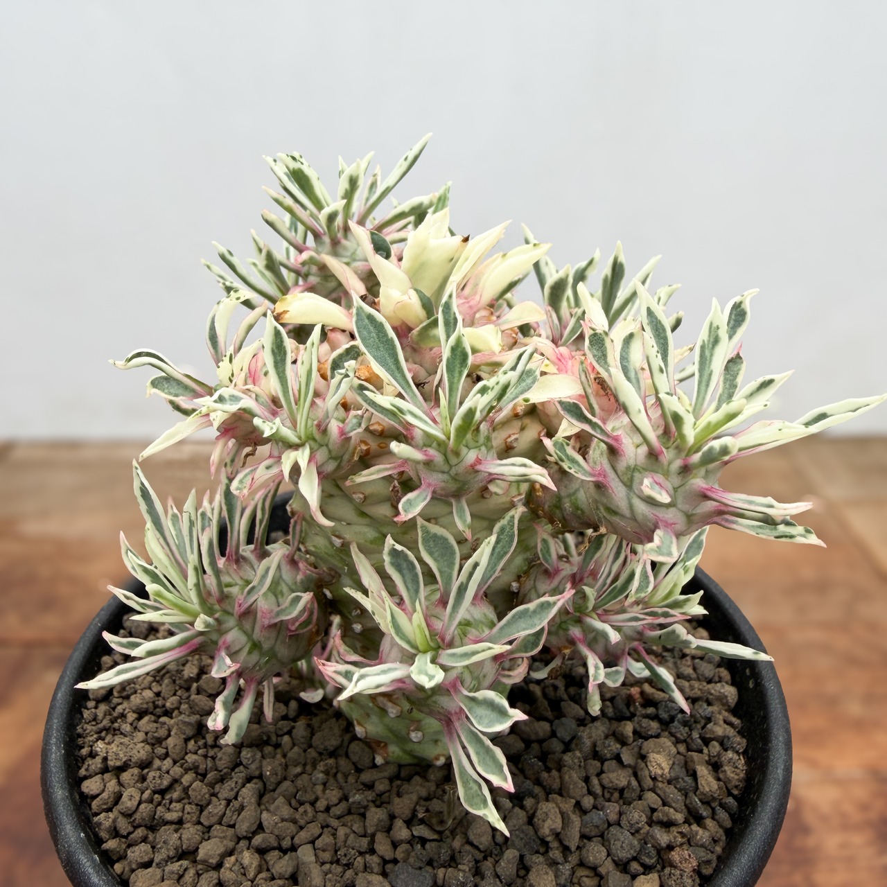 Euphorbia ‘Sotetsukirin’ variegata【ユーフォルビア・蘇鉄麒麟錦】