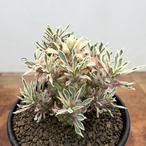 Euphorbia ‘Sotetsukirin’ variegata【ユーフォルビア・蘇鉄麒麟錦】