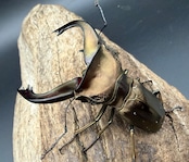 《スぺキオススホソアカ ベララベラ産 56mm ♂♀♀トリオ》