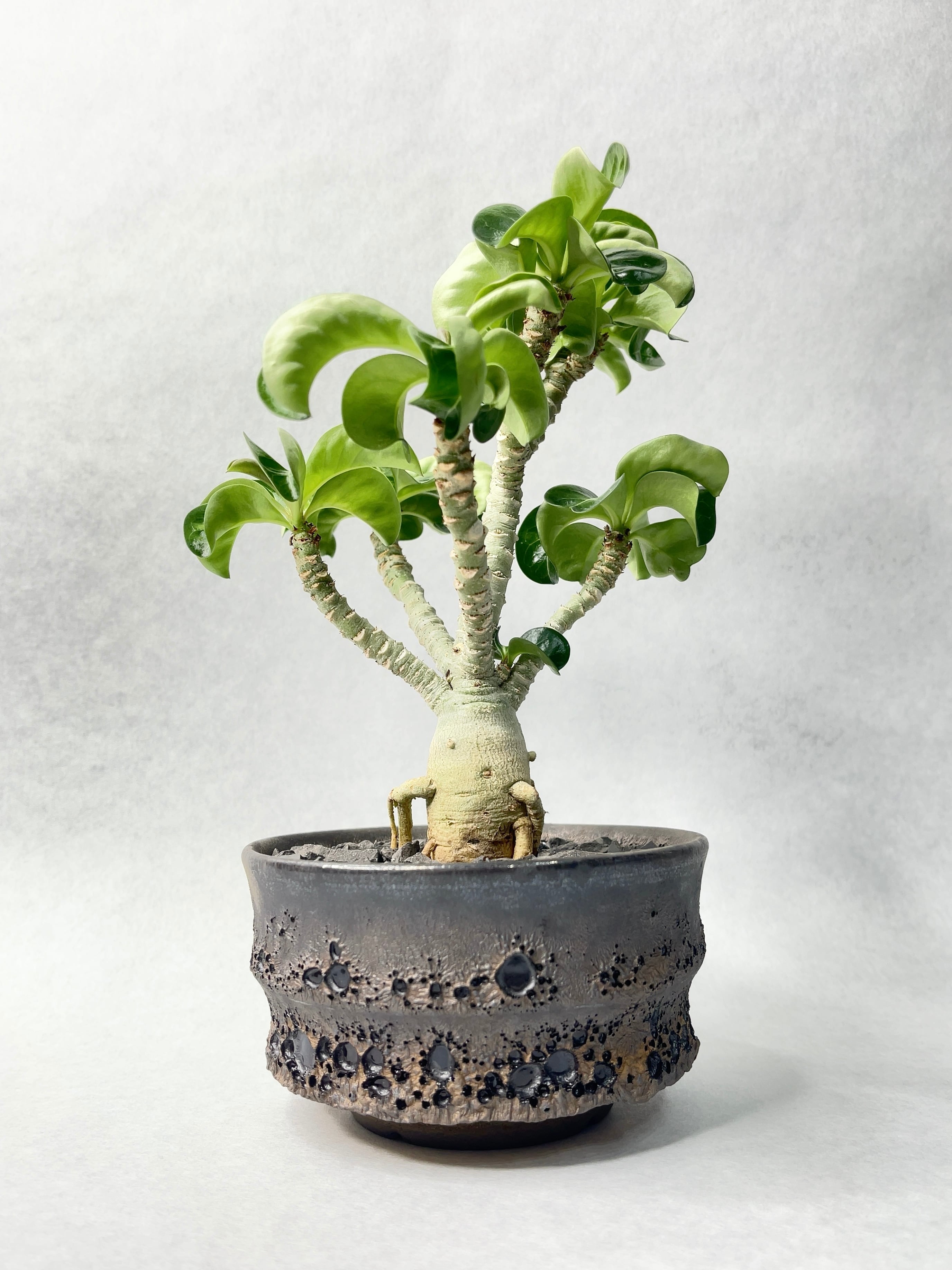 アデニウム・メデューサD.H.A