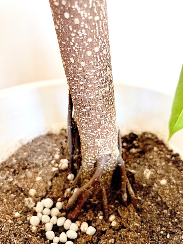 【超希少・沖縄産】極太・S字クランク幹のアムステルダムキング 【Premium Plants】