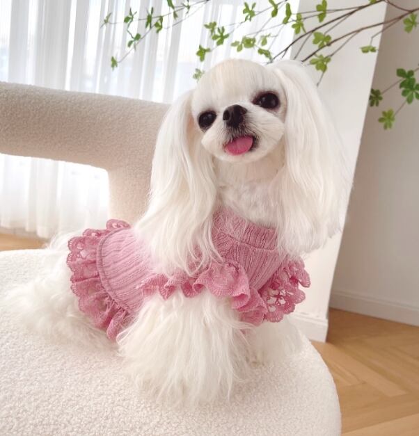 ドッグ 犬 小型犬 ドッグウェア 室内着 ドレス ワンピース フレア スリム 細身 ストレート スマート フリル 襟付き 袖付き 半袖 かわいい きれいめ シンプル 上品 おしゃれ モード系 エレガント かっちり ラブリー キュート プリンセス フェアリー ラグジュアリー ベーシック プレッピー シンプル フレンチ シック 無地 春 夏 秋 ロングシーズン サマーシーズン 春服 夏服 女の子 成犬 デート お出かけ パーティー イベント 公園 休日 カフェ 散歩 ウォーキング 室内 おうち