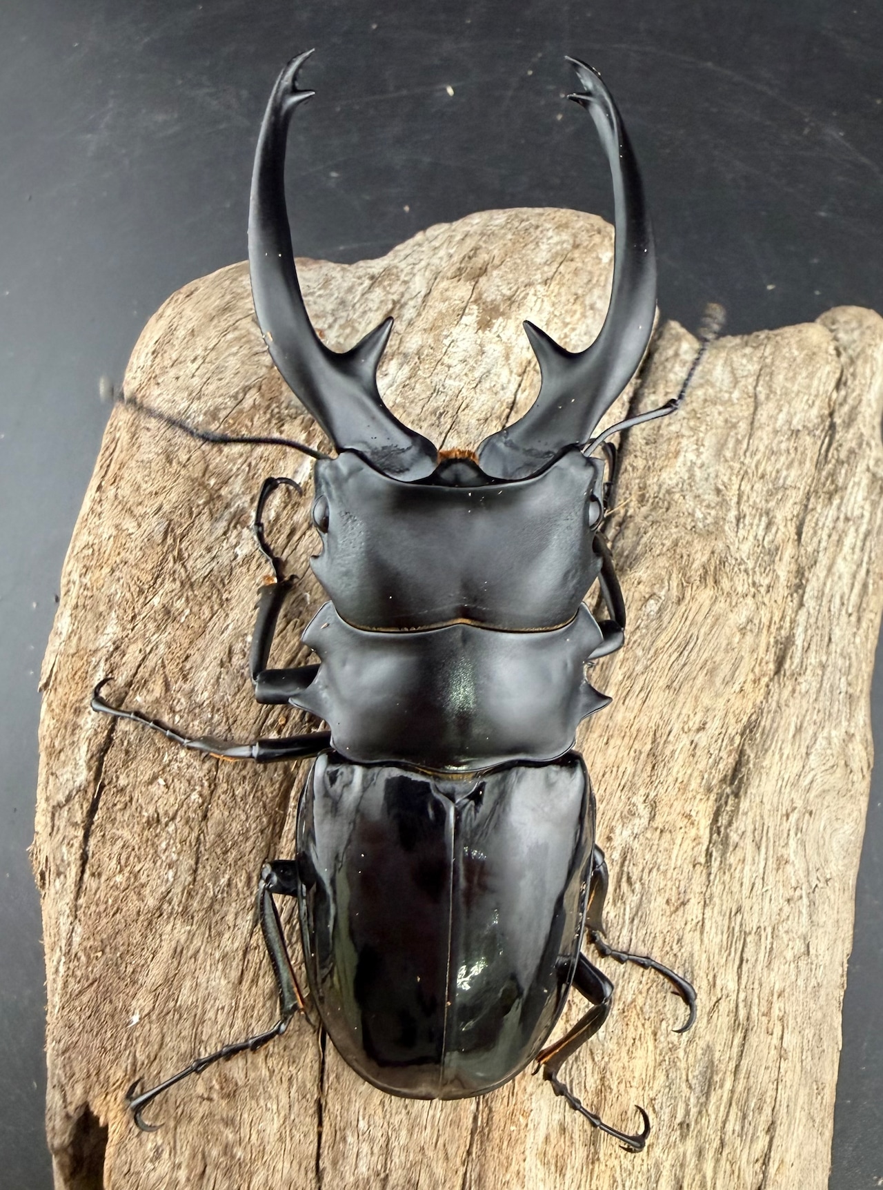 【WD】《インターメディアツヤクワガタ ネグロス島産 97.5mm ペア》