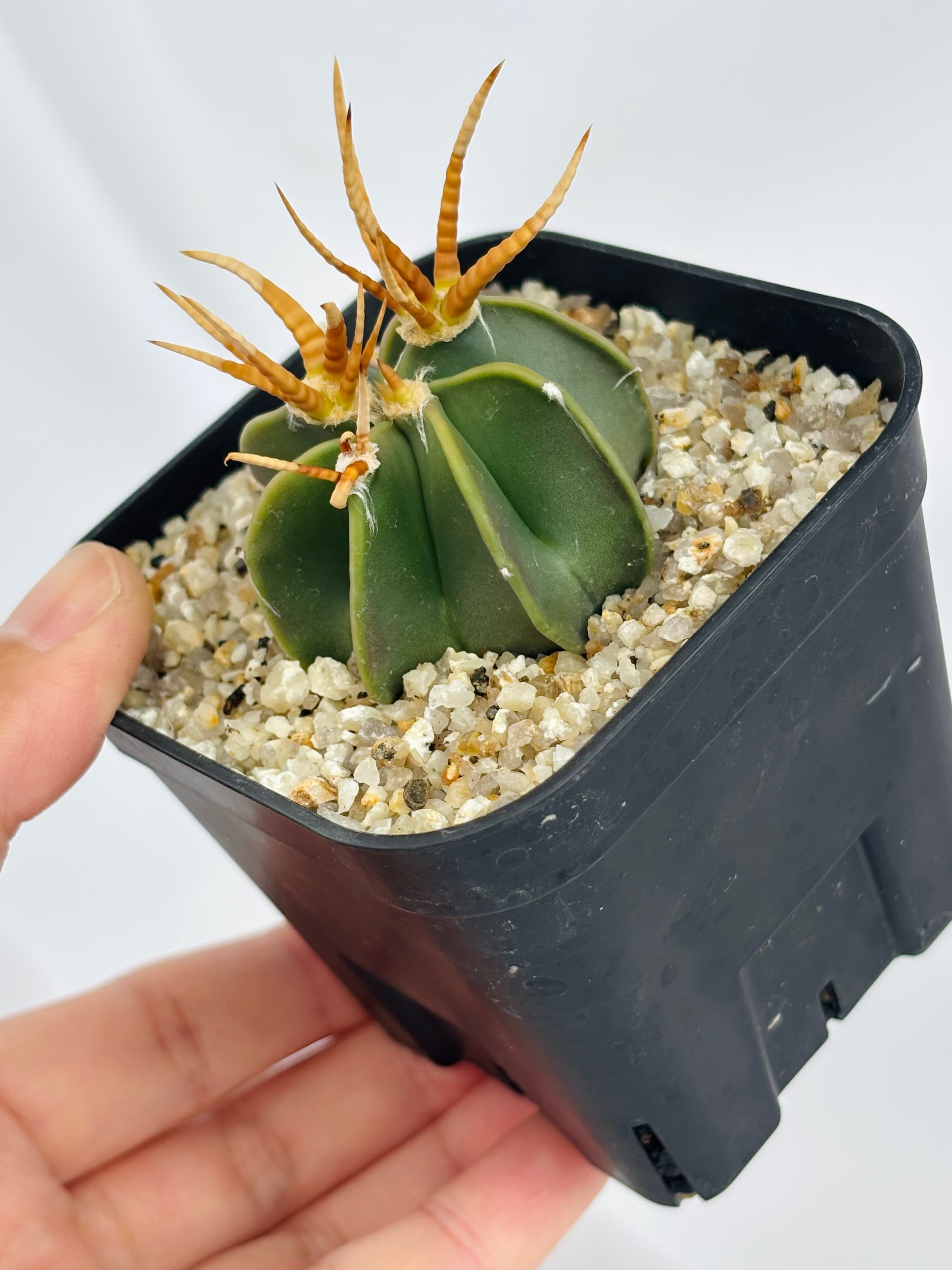 Astrophytum capricorne v. crassispinum アストロフィツム 水牛大鳳玉