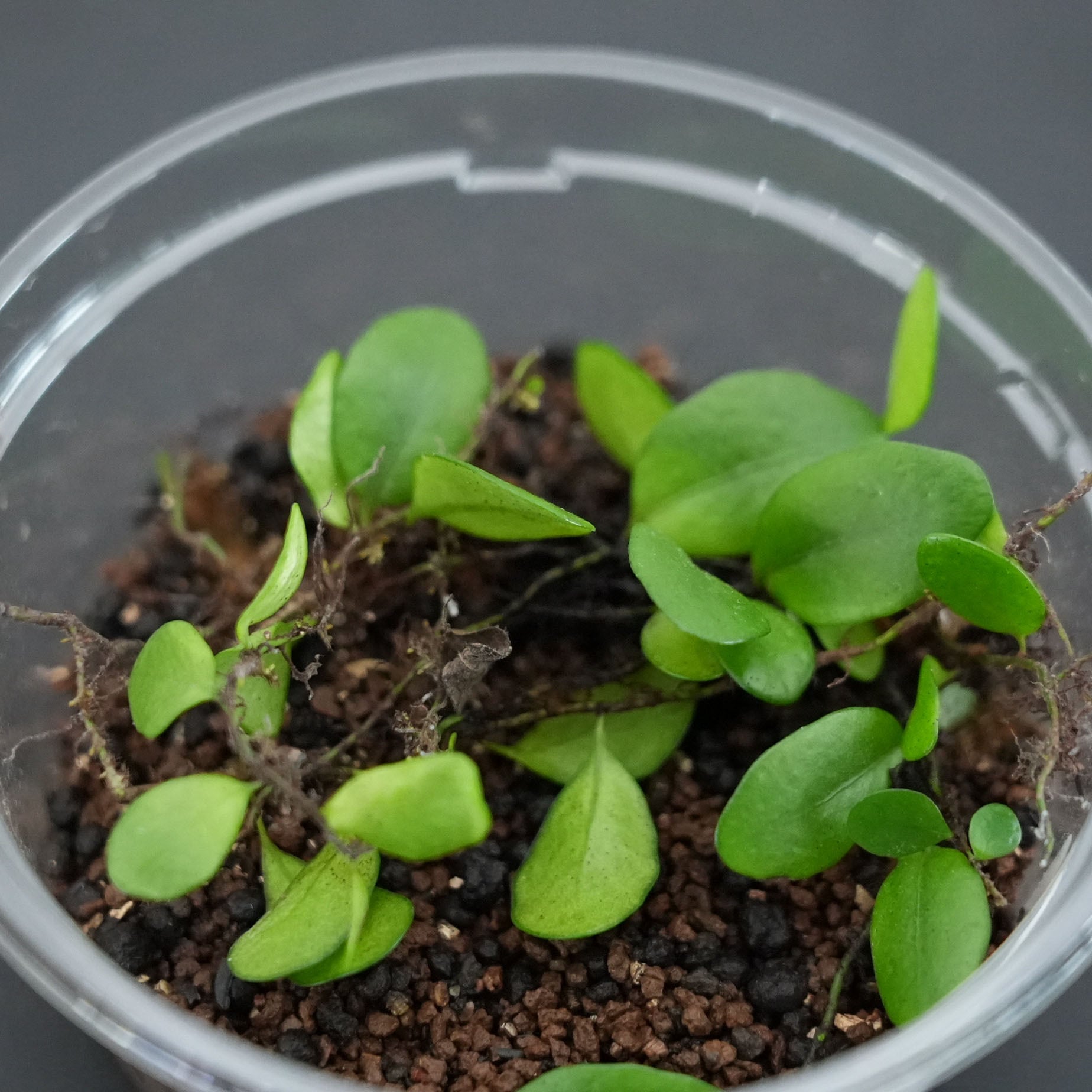 マメヅタLemmaphyllum microphyllum｜苔テラリウム作製用素材◇壁面や