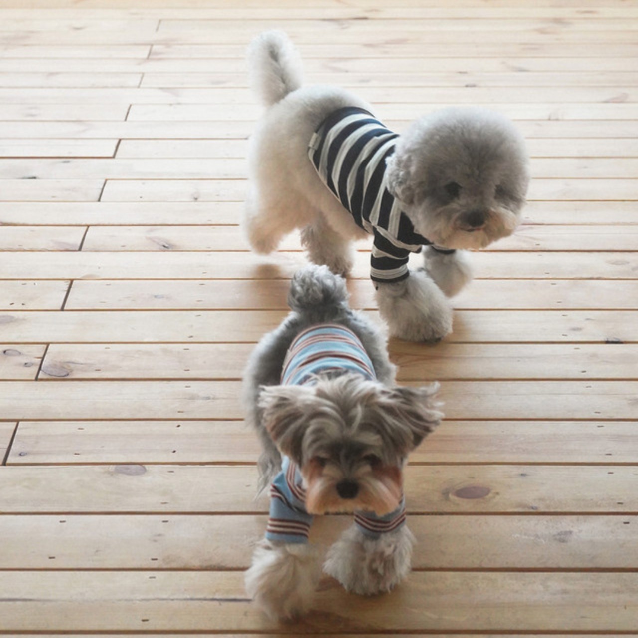 【予約】[ togethering ] Multi Striped T-Shirt｜Sky Blue - 16