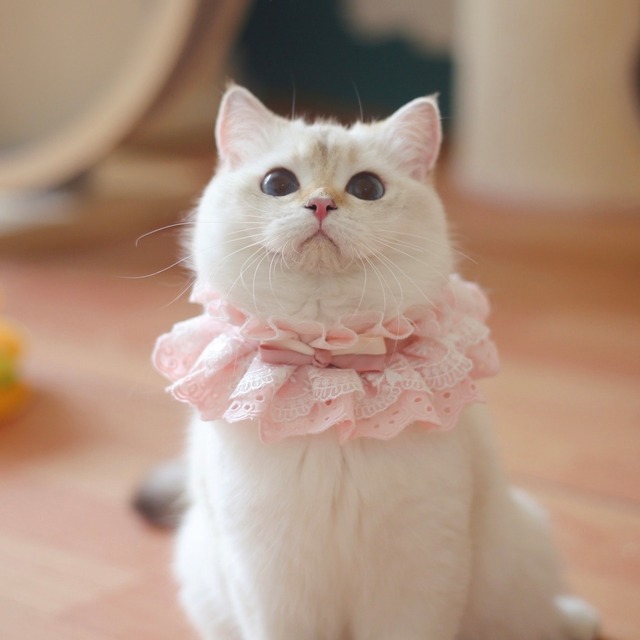 バイカラーリボンエプロン 猫 レース 付け襟