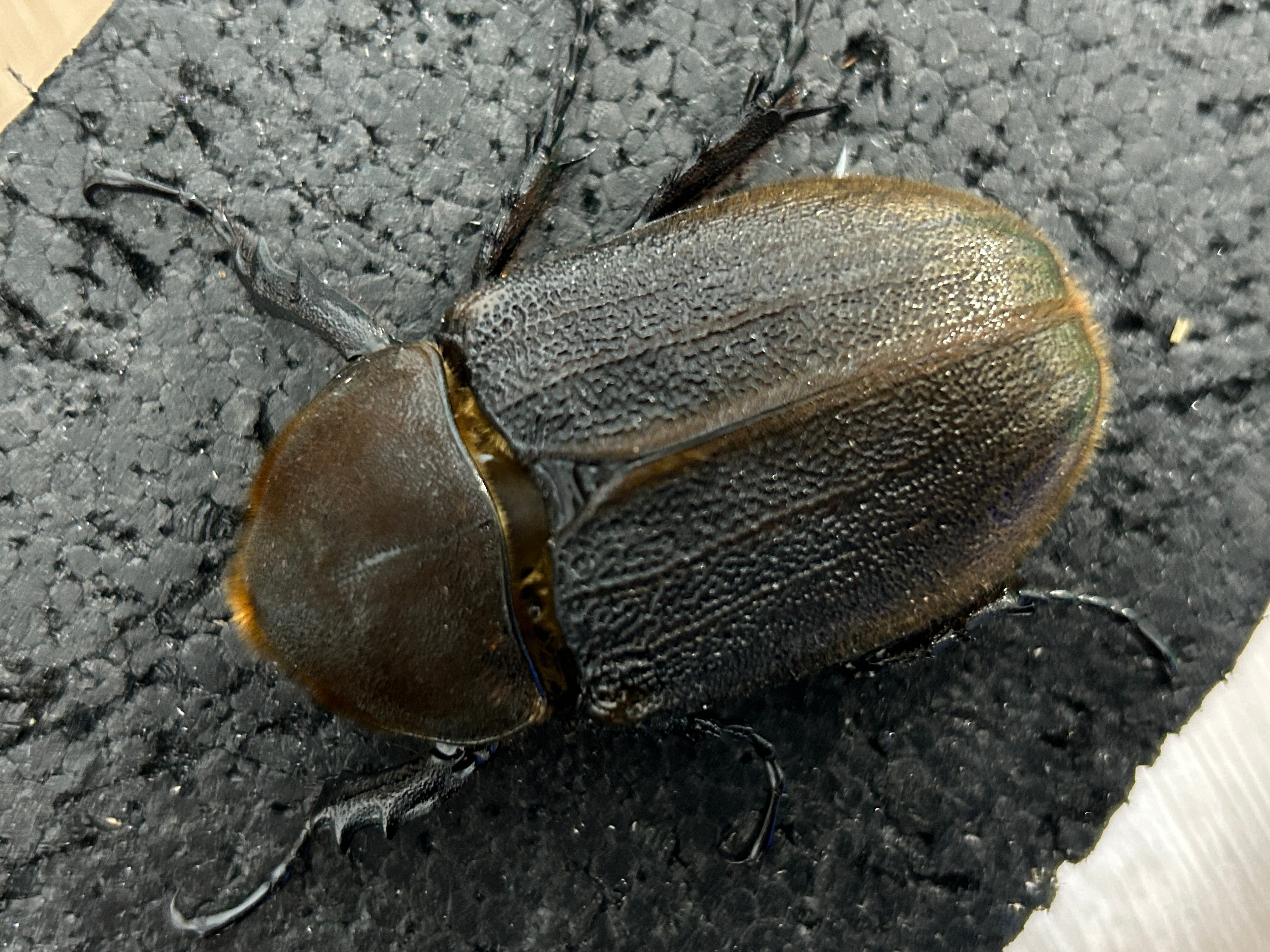 ヘラクレスン ヘラクレスン (@HeraclesN_0) / Posts / X