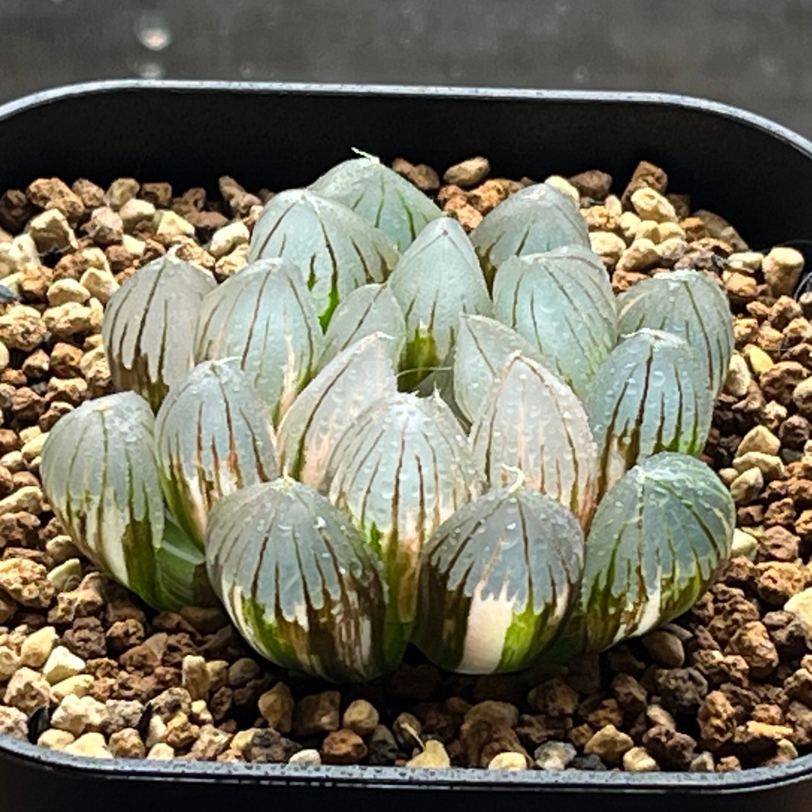 ハオルチア 翠雲錦 | mocono_plants