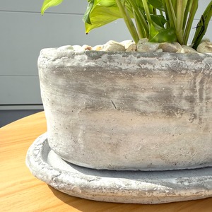 ポトス・グローバルグリーン