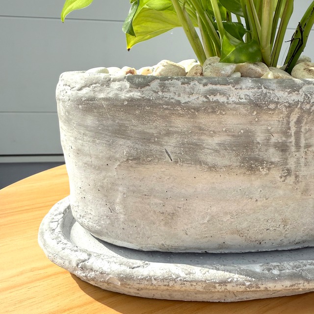 ポトス・グローバルグリーン