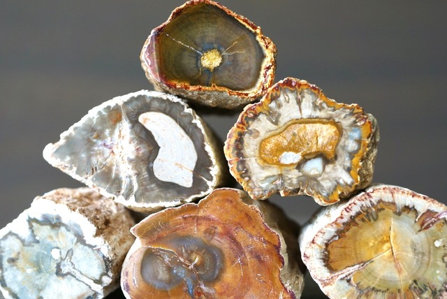 珪化木 ペトリファイドウッド Petrified Wood 1205~1210