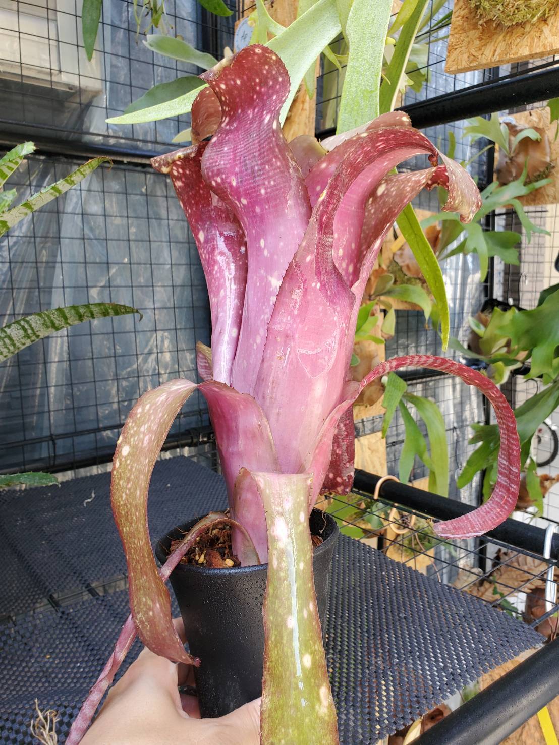 Billbergia miz mollic【artPLANTs】 ビルベルギア/タンクブロメリア