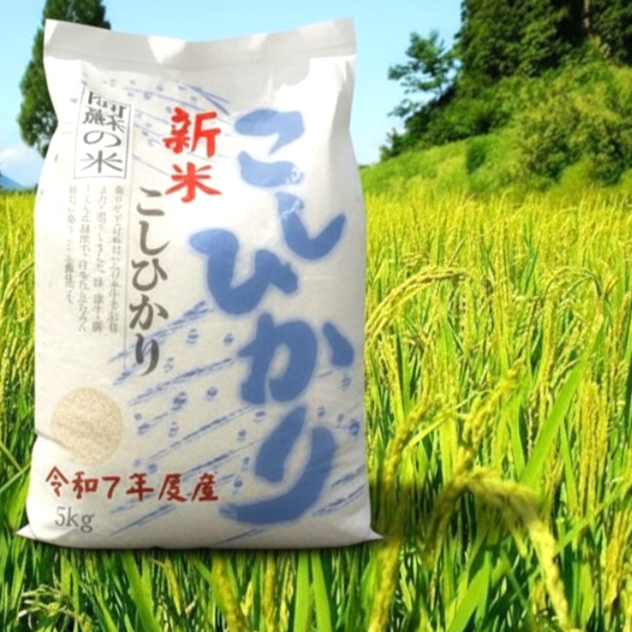 【送料無料】熊本県産 新米 こしひかり(単一米)5kg×2袋