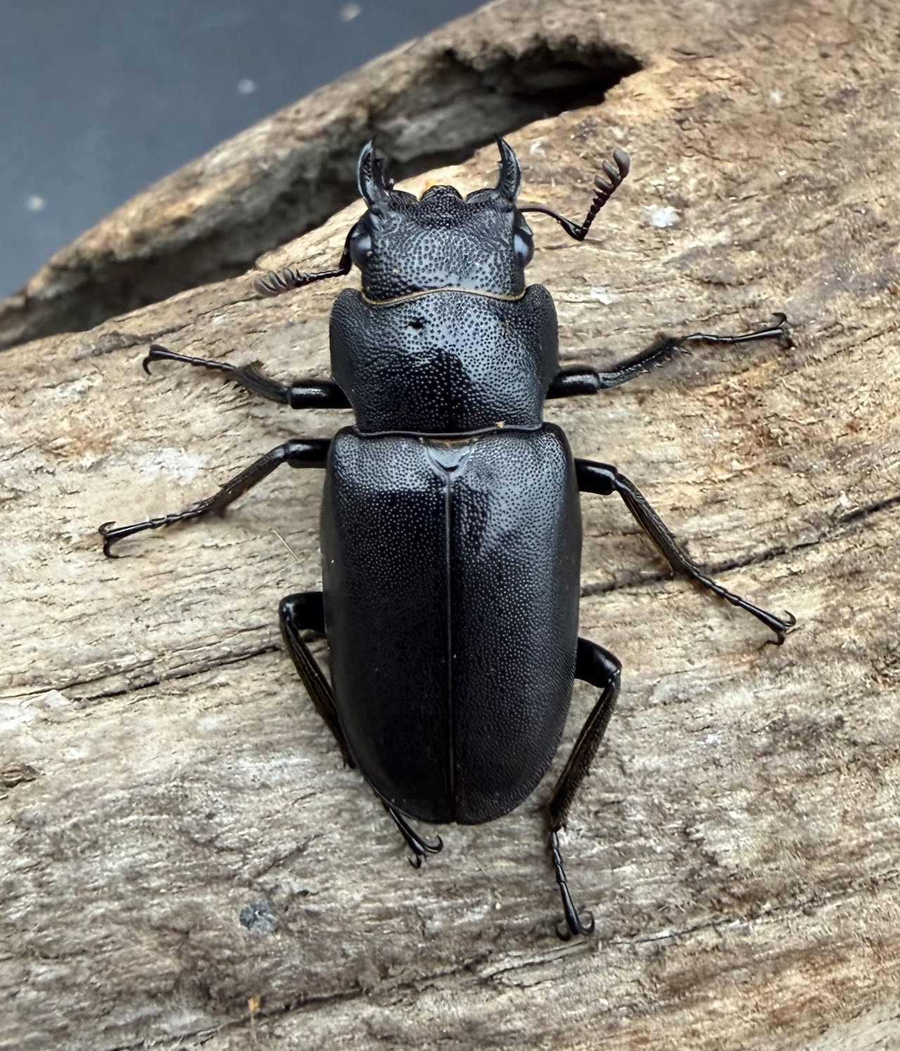 《メタリフェルホソアカ亜種フィナエ パープル系 66.5mm ペア》