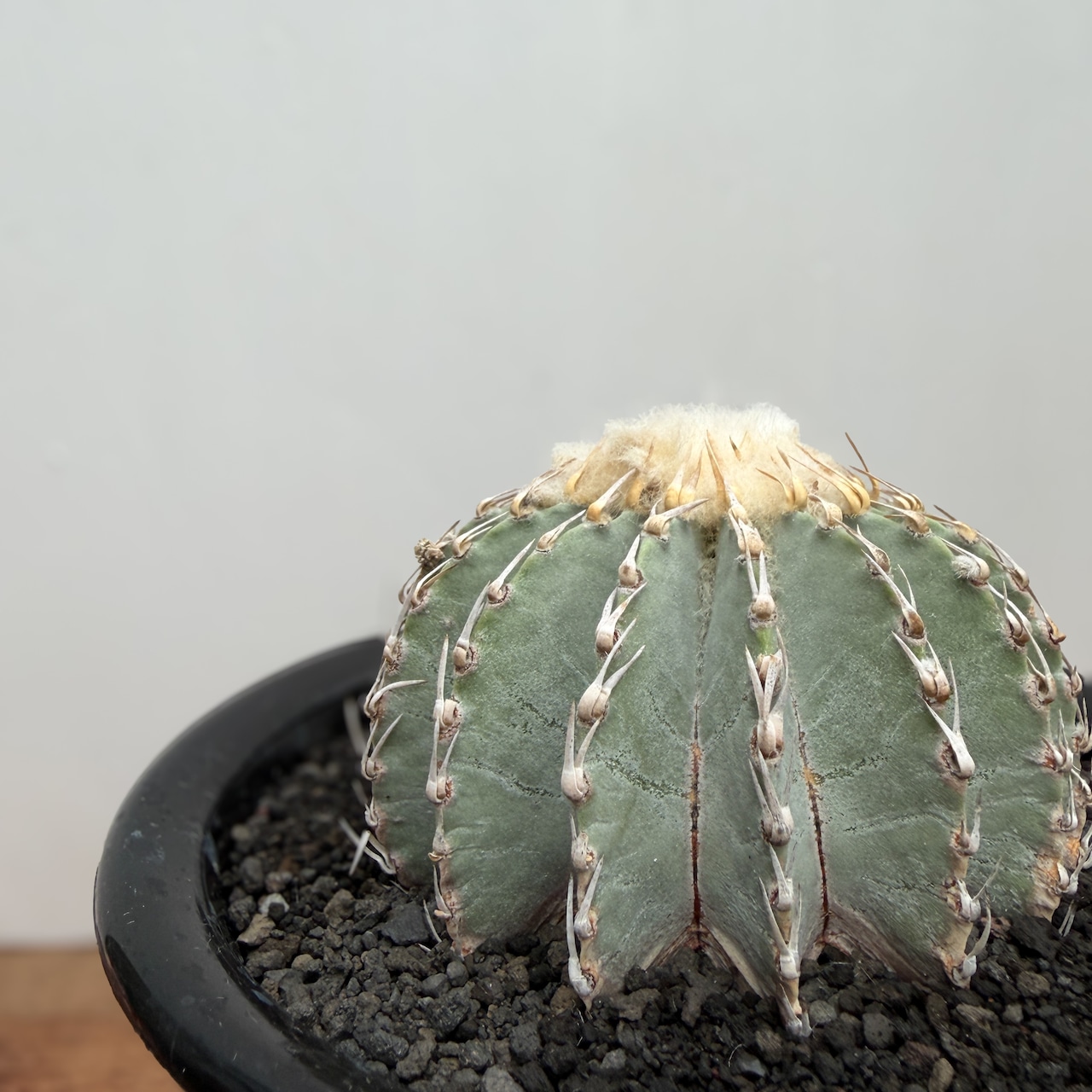 Geohintonia mexicana【ゲオヒントニア・メキシカーナ】