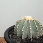 Geohintonia mexicana【ゲオヒントニア・メキシカーナ】