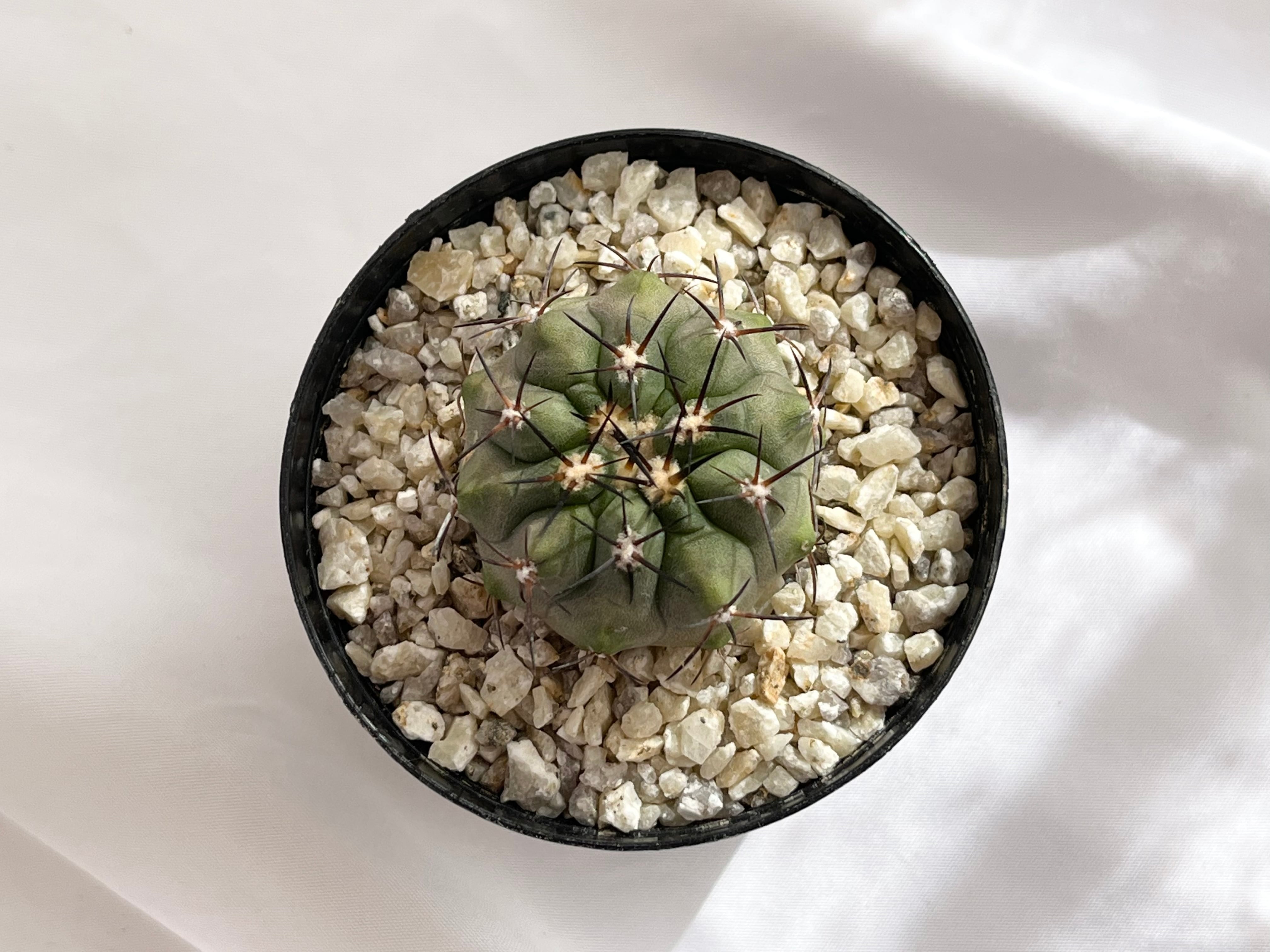 Copiapoa sp 実生 （黒王丸×copiapoa dura）