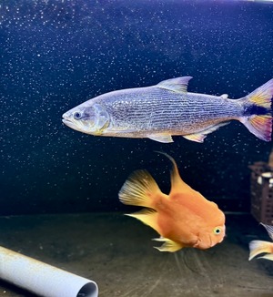 ワイルド・ドラド