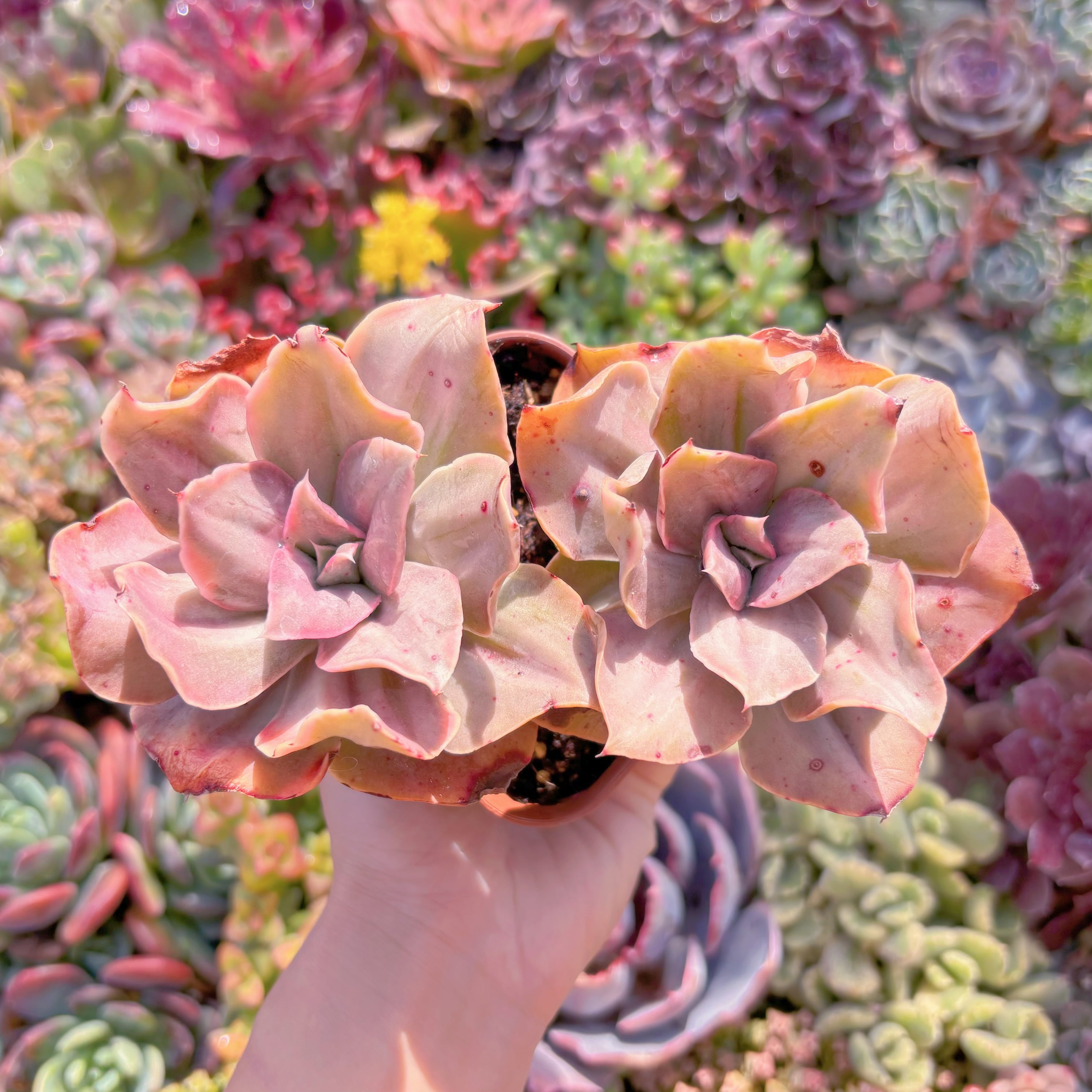 現品　古琴錦#M061　群生　るる農園