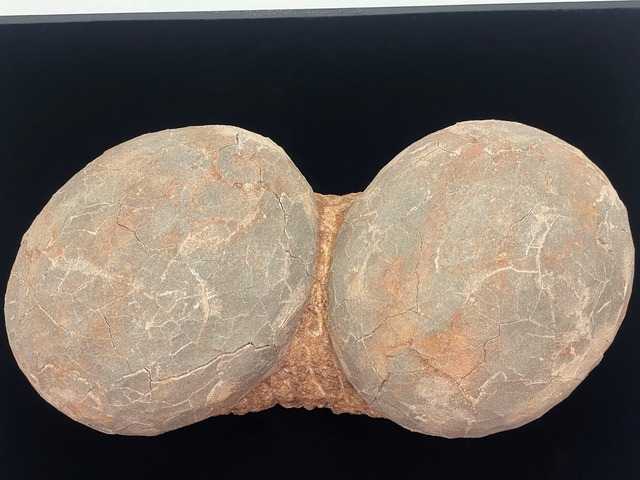 恐竜の卵の化石（レプリカ）