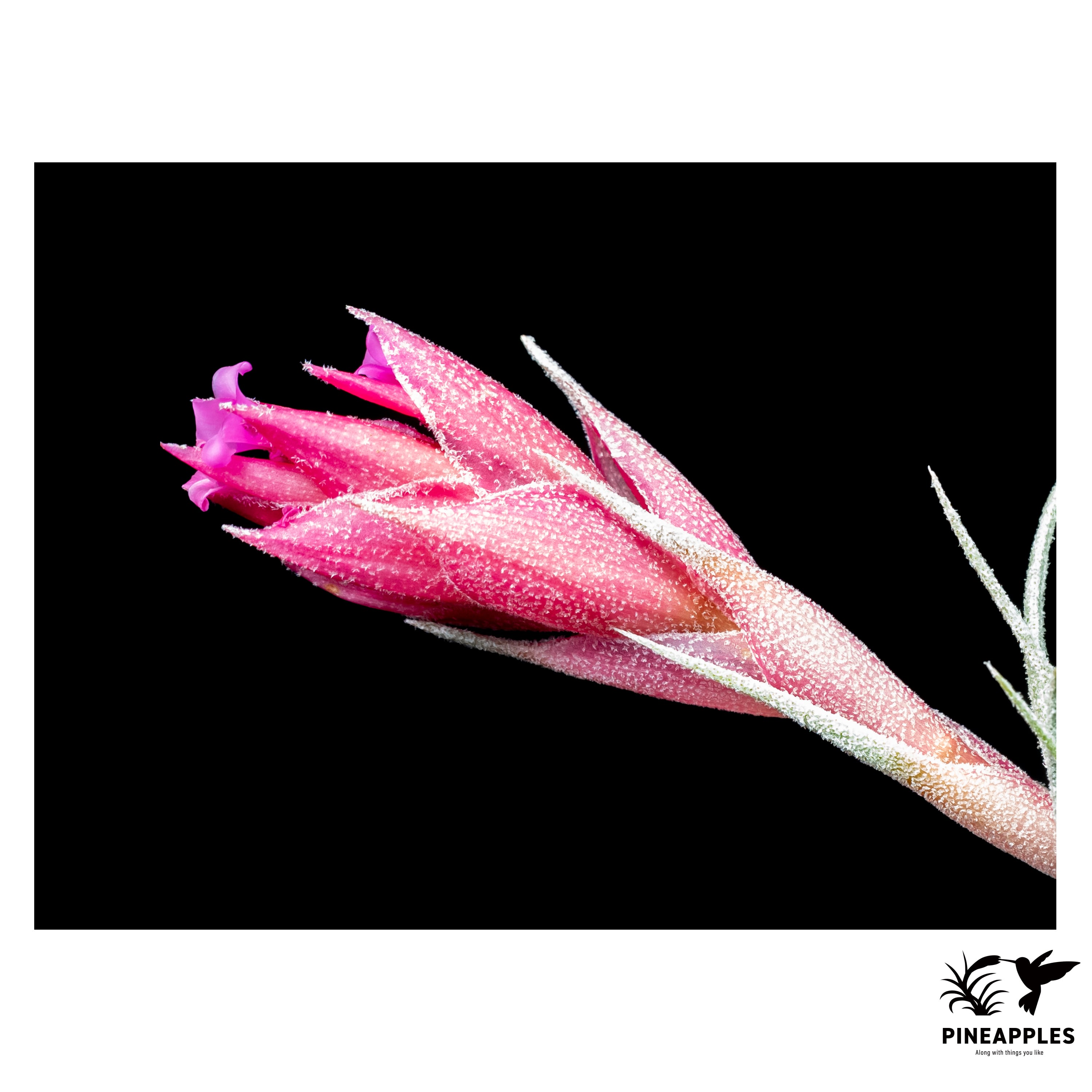 Tillandsia gardneri var. rupicola x sprengeliana | PINEAPPLES