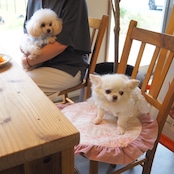 ラグジュペリア カフェマット