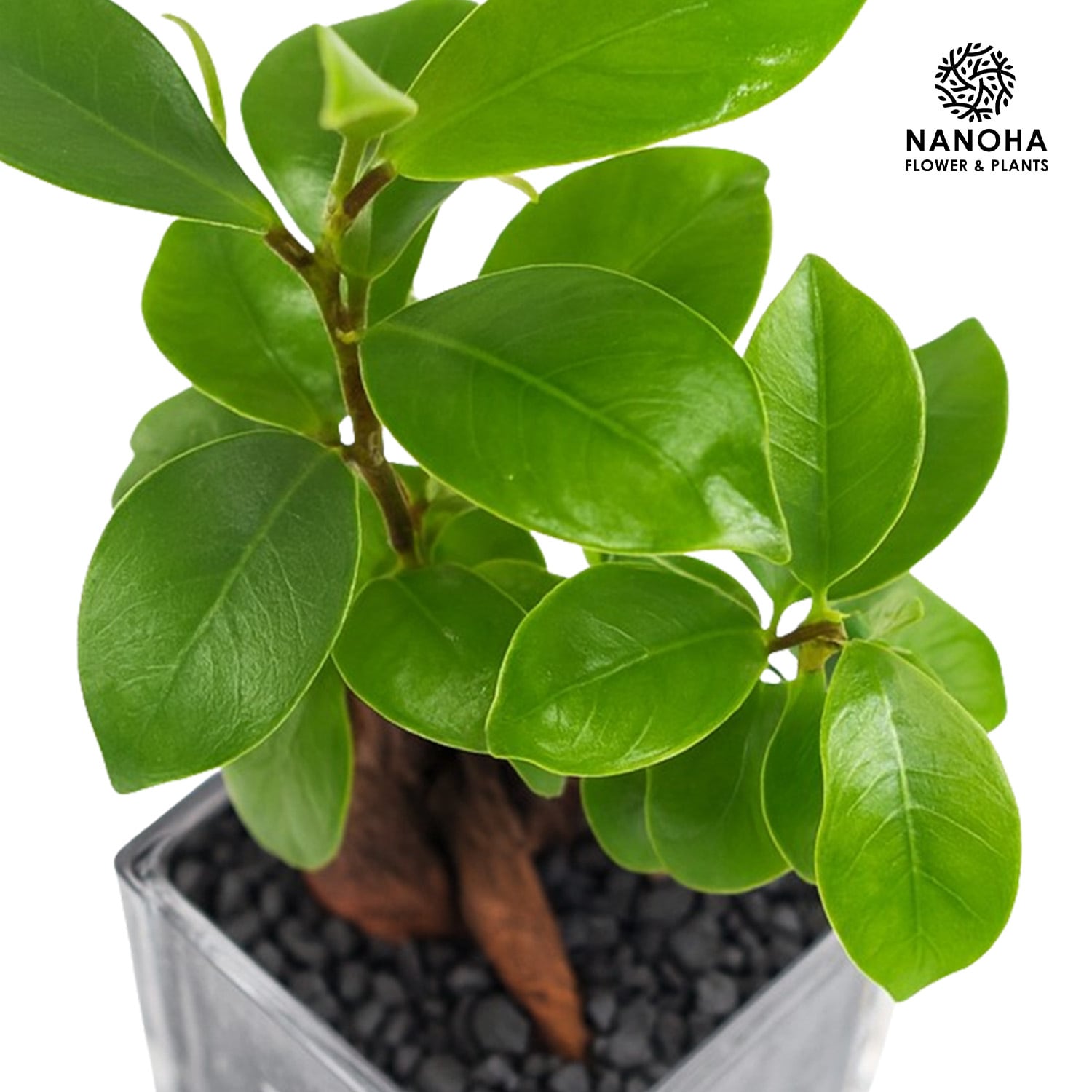 ガジュマル 楽天市場】【11月4日20時から使える20％OFFクーポン対象