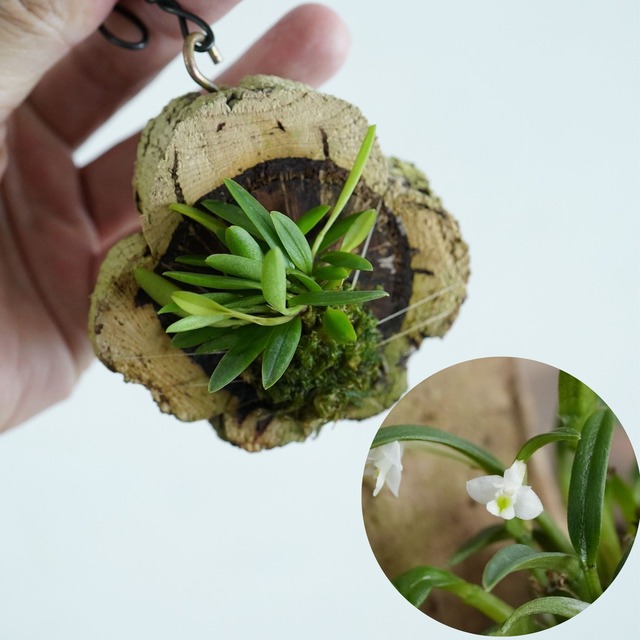 【ミニコルク着生ラン】カデチア フニフォルミス Cadetia funiformis