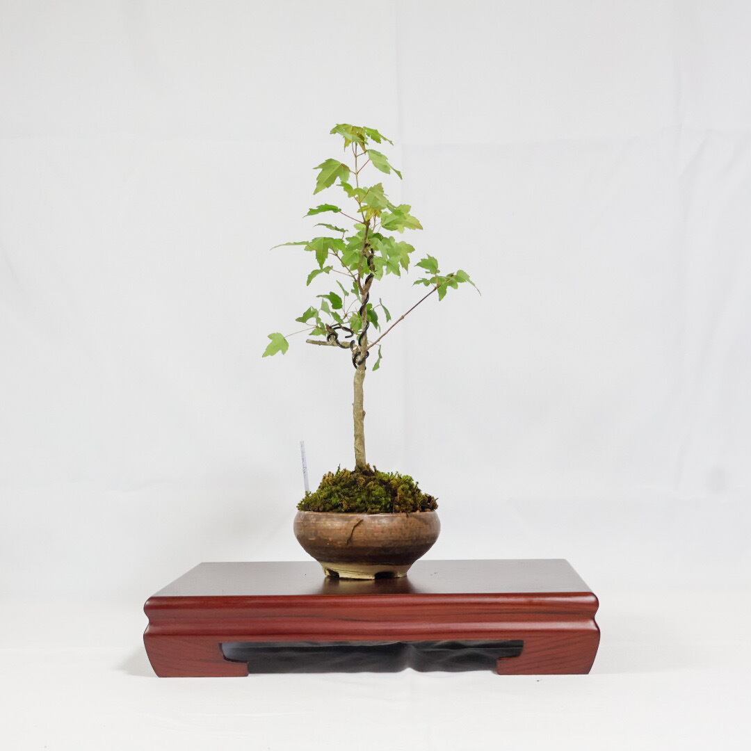 唐楓／トウカエデ盆栽（NA-004） | 和の暮らし盆栽店 | 公式オンライン