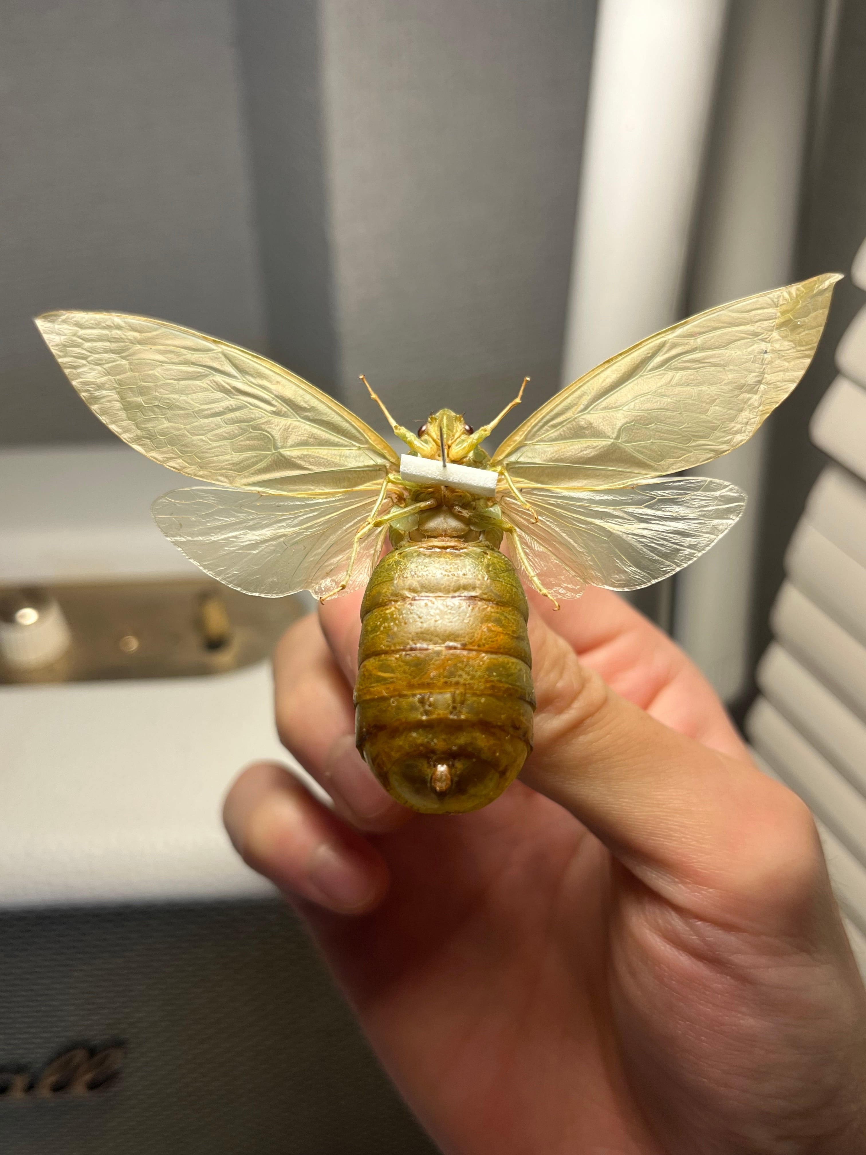 伝説ノ蝉】フウセンゼミ ハラブトゼミ Cystosoma saundersii 昆虫標本