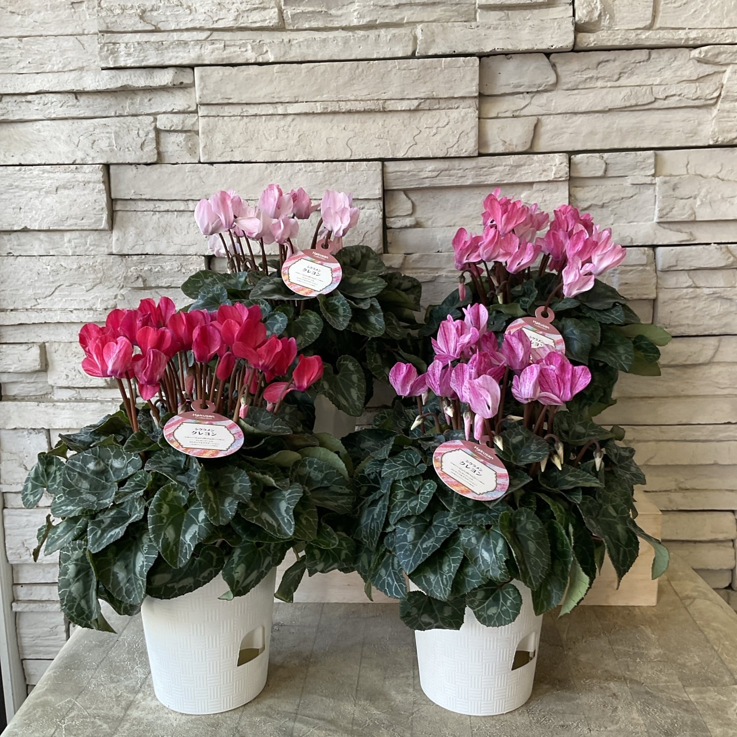 鉢花 | 橋本種苗園