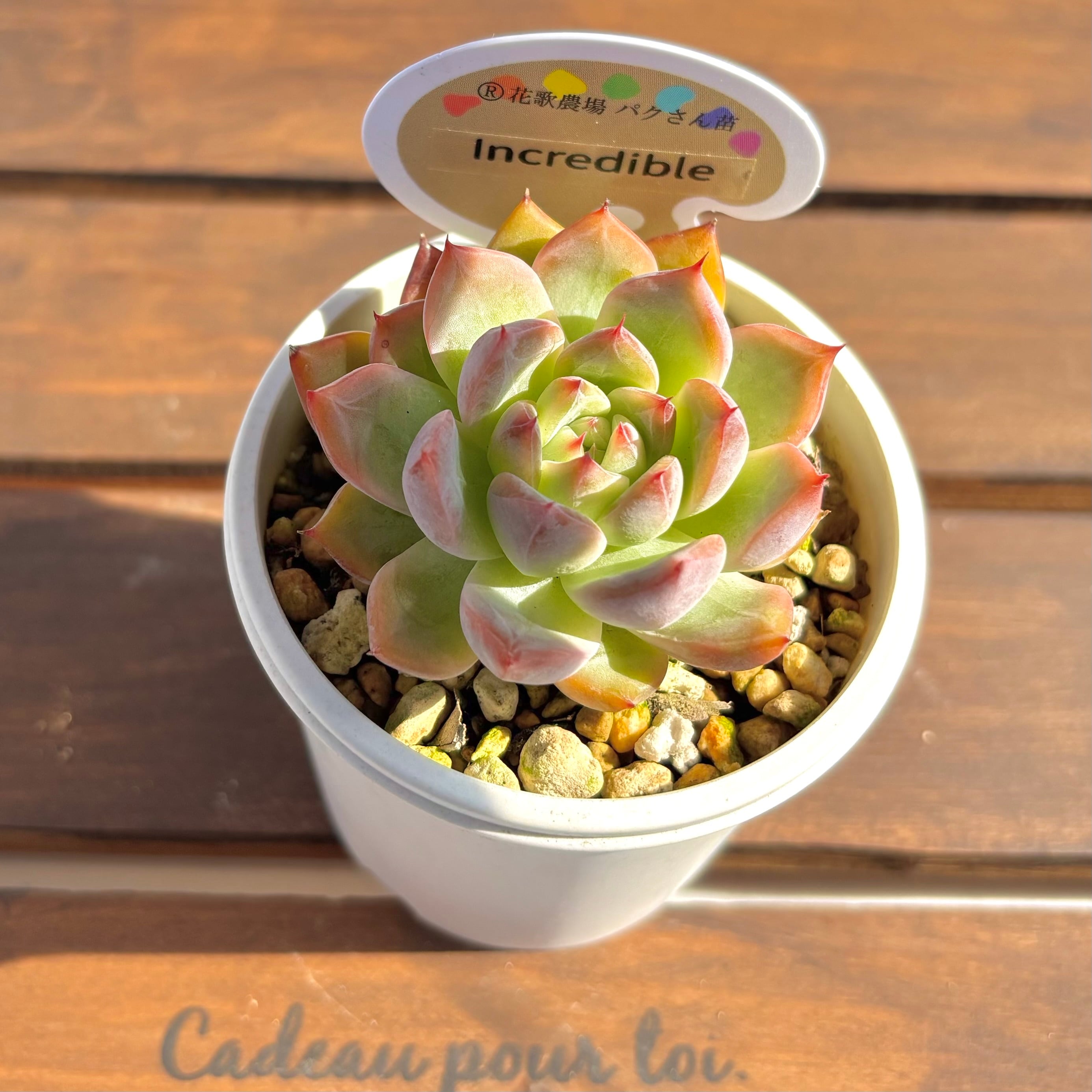 アモントイ ®️花歌農場パクさん苗 | ようせいのしっぽ