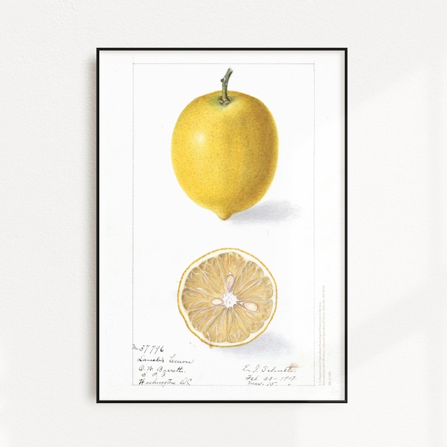 lemon | AP017 |  果物 アートポスター レモン フルーツ