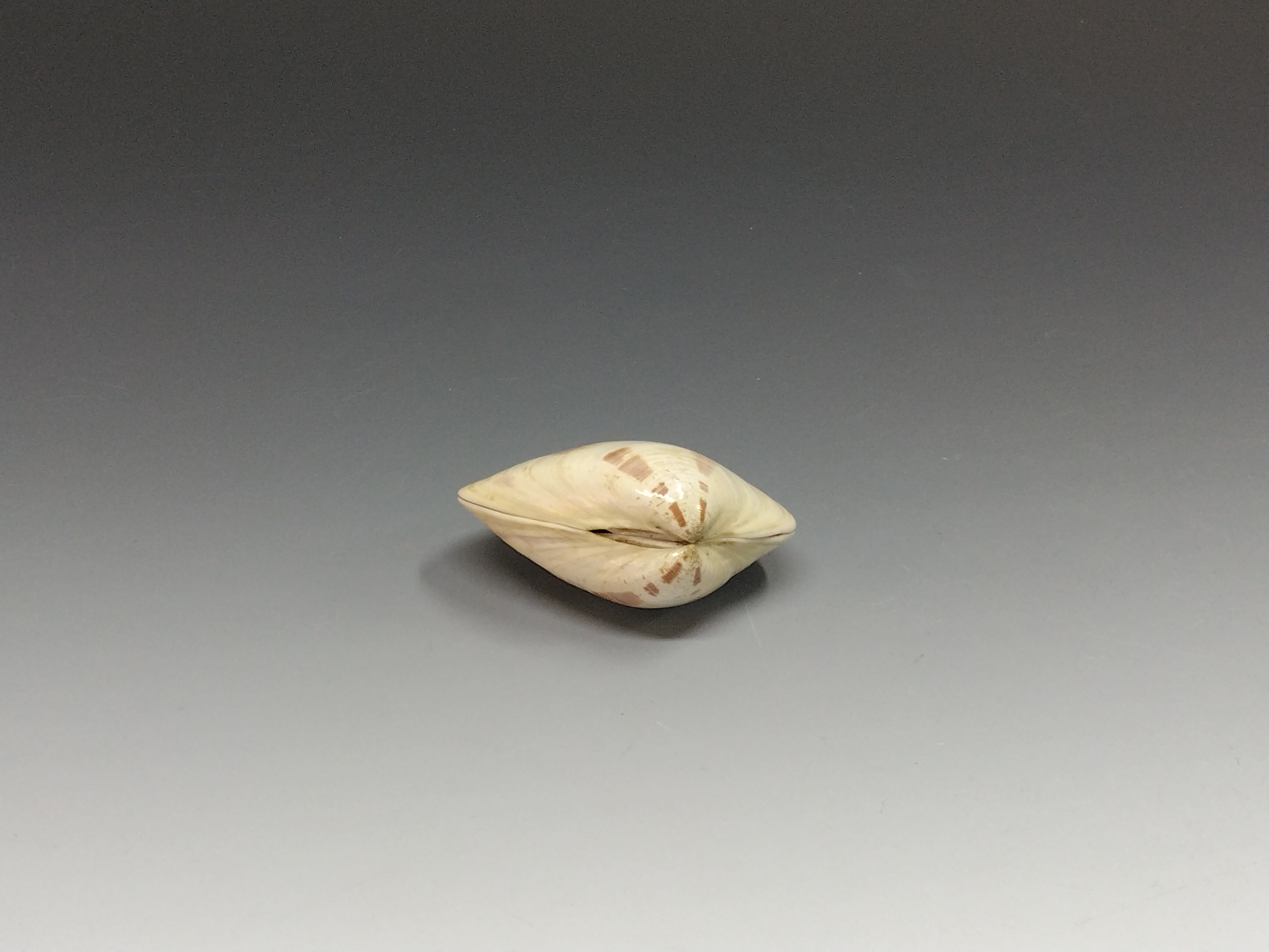 おすすめの骨董茶道具 時代 有職｜Yūsoku 紅葉鶺鴒図 貝合わせ 香合